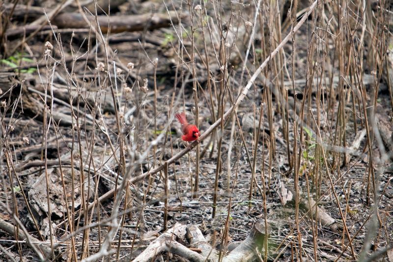 male red cardinal, brazos bend state park, texas