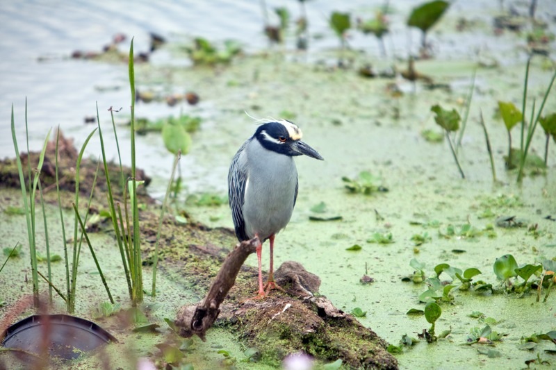 yellow-crowned night heron, brazos bend state park, texas