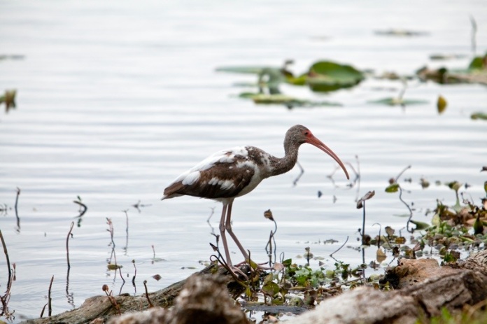 white ibis during it's first spring, brazos bend state park, texas