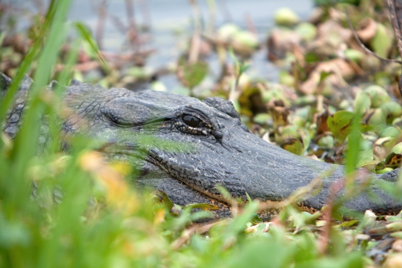 american alligator, brazos bend state park, texas