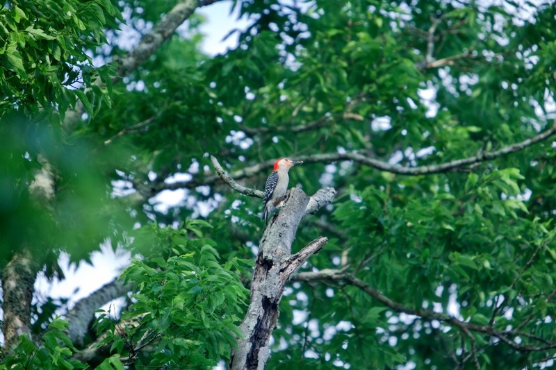red-bellied woodpecker, brazos bend state park, texas