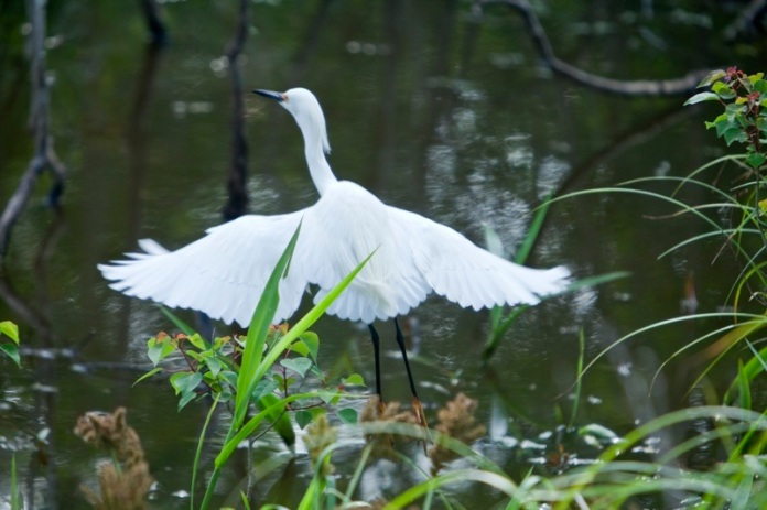 snowy egret, brazos bend state park, texas