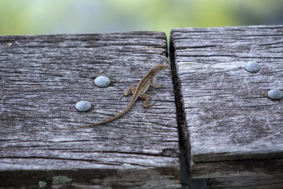 brown anole on the anhinga trail in everglades national park