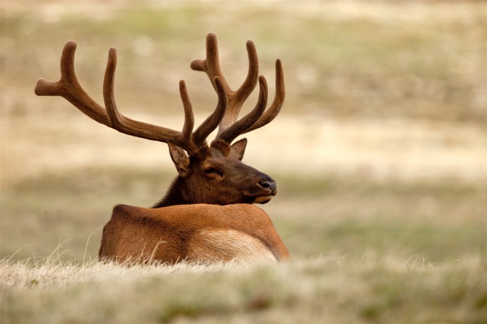 Bull Elk resting in high alpine tundra of Rocky Mountain National Park, CO